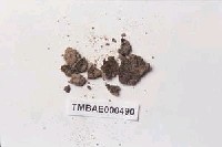 藏品(小扭口苔)的圖片